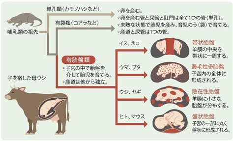 動物胎盤|胎盤動物